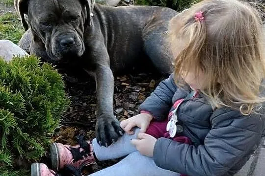 Piękne szczenięta Cane Corso Italiano, Świętokrzyskie, Stara Zagość