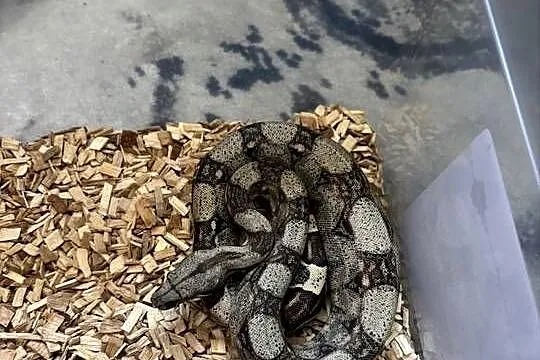 Wąż boa constrictor