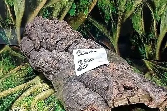 Tuba korkowa 15-45 cm Tuby korkowe do terrarium, Wielkopolskie, Ostrów Wielkopolski