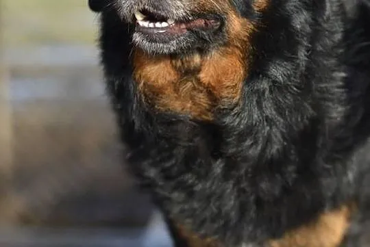 Podpalany Dżeki, młody i uległy psiak do adopcji!