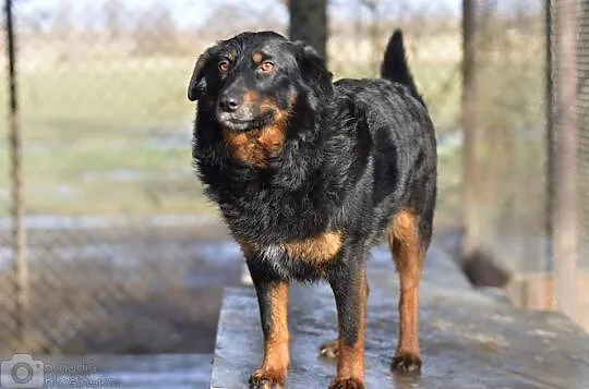Podpalany Dżeki, młody i uległy psiak do adopcji!