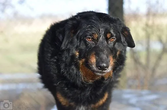 Podpalany Dżeki, młody i uległy psiak do adopcji!