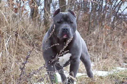 American Staffordshire Terrier Blue _ Amstaff _ Samiec, Opolskie, Paczków