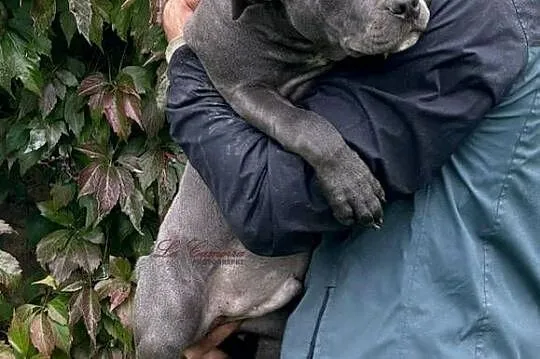 American Staffordshire Terrier Blue _ Amstaff _ Samiec, Opolskie, Paczków