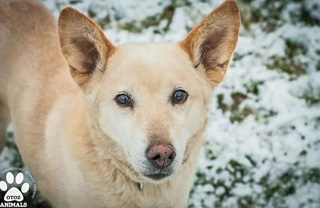 OTOZ Animals - Miley - wyrwana z rąk śmierci - szuka kochającego domu!, Pomorskie, Tczew