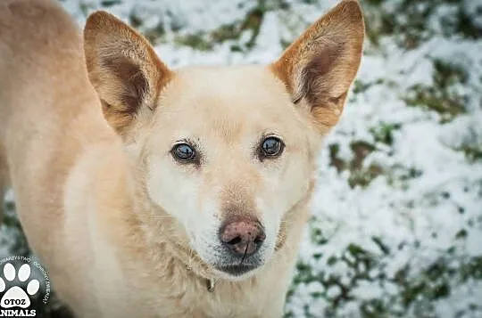 OTOZ Animals - Miley - wyrwana z rąk śmierci - szuka kochającego domu!, Pomorskie, Tczew