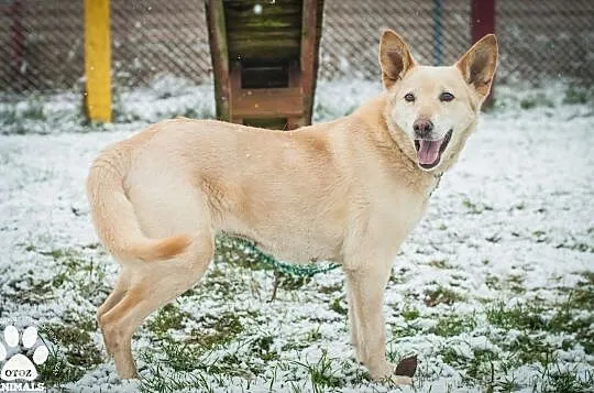 OTOZ Animals - Miley - wyrwana z rąk śmierci - szuka kochającego domu!, Pomorskie, Tczew