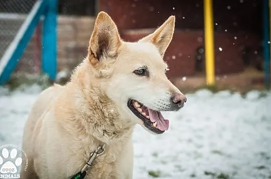 OTOZ Animals - Miley - wyrwana z rąk śmierci - szuka kochającego domu!, Pomorskie, Tczew
