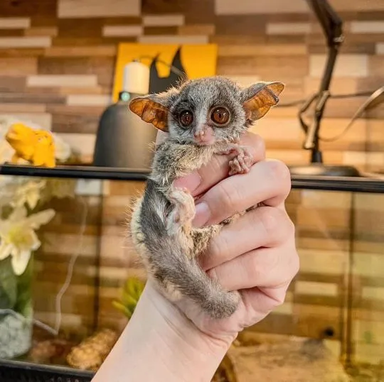 Galagos Bushbaby na sprzedaż. Napisz do mnie na WhatsApp: +44 7453 907158, , Torbowo