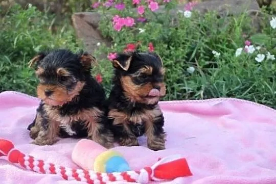 York Yorkshire Terrier, Białystok