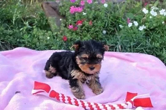 York Yorkshire Terrier, Białystok