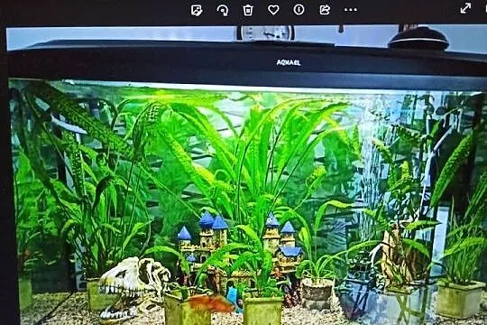Akwarium Aquael 200l z pokrywą i oświetleniem stan idealny 450 zł