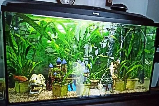 Akwarium Aquael 200l z pokrywą i oświetleniem stan idealny 450 zł, Małopolskie, Bukowno