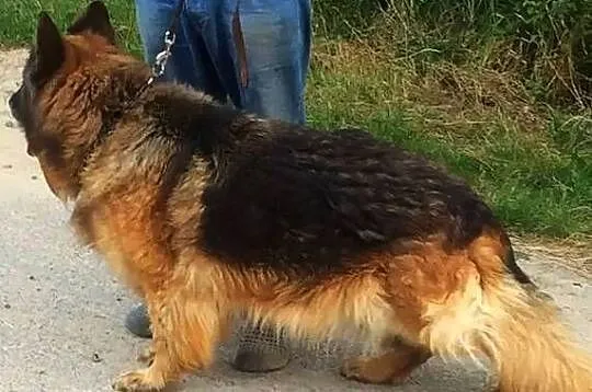 Owczarek niemiecki długowłosy dorosła suczka