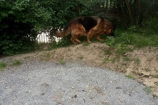 Owczarek niemiecki długowłosy dorosła suczka, Świętokrzyskie, Klimontów