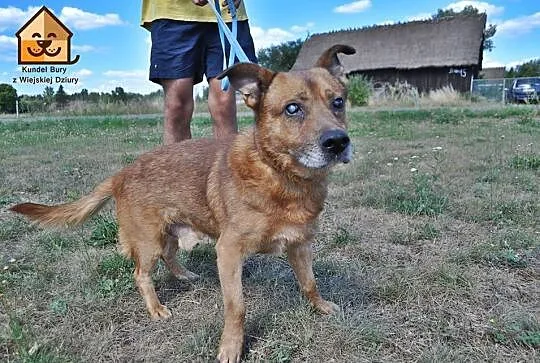 BŁAGAMY o dom dla Reda! Metr kwadratowy i kochając