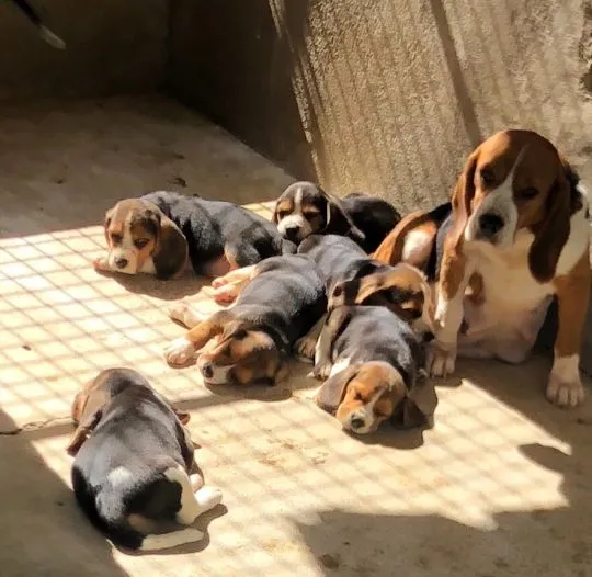 Beagle dziewczyna i chłopaki e-mail z aktualizacjami {{babaralvogel0@gmail.com }}