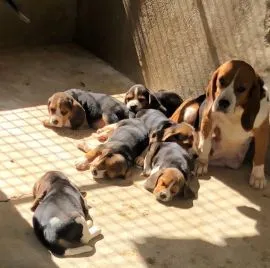 Beagle dziewczyna i chłopaki e-mail z aktualizacjami {{babaralvogel0@gmail.com }}