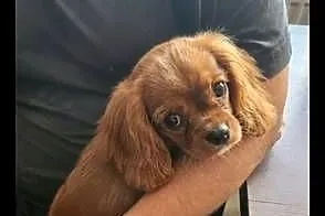 Cavalier king charls  spaniel