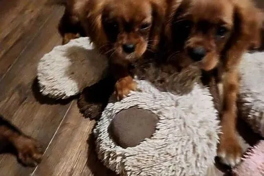 Cavalier king charls  spaniel, Mazowieckie, Wolica