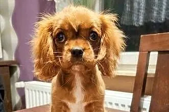 Cavalier king charls  spaniel, Mazowieckie, Wolica