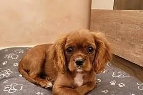 Cavalier king charls  spaniel, Mazowieckie, Wolica