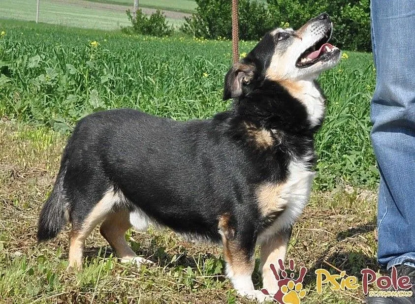 KAMYCZEK-Przemiły pies z maską na pyszczku do adopcji. Kochany, wspaniały kumpel, Małopolskie, Kraków