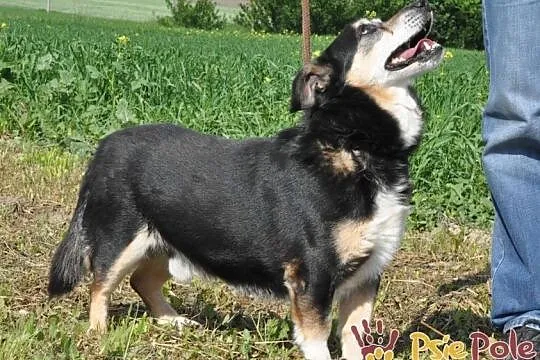 KAMYCZEK-Przemiły pies z maską na pyszczku do adopcji. Kochany, wspaniały kumpel, Małopolskie, Kraków