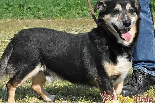 KAMYCZEK-Przemiły pies z maską na pyszczku do adopcji. Kochany, wspaniały kumpel, Małopolskie, Kraków