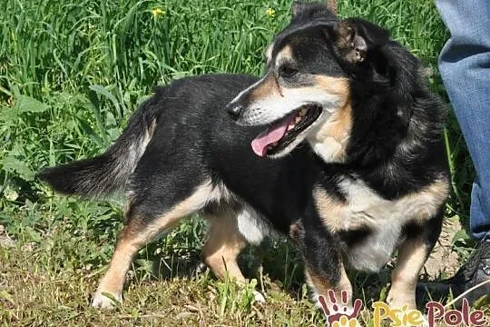 KAMYCZEK-Przemiły pies z maską na pyszczku do adopcji. Kochany, wspaniały kumpel, Małopolskie, Kraków