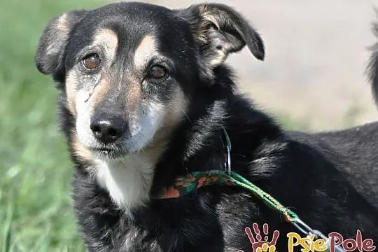 KAMYCZEK-Przemiły pies z maską na pyszczku do adopcji. Kochany, wspaniały kumpel, Małopolskie, Kraków