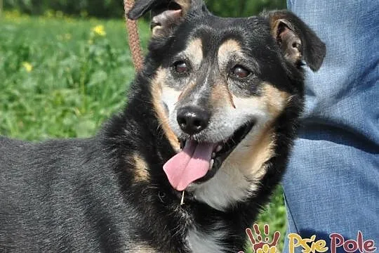 KAMYCZEK-Przemiły pies z maską na pyszczku do adopcji. Kochany, wspaniały kumpel, Małopolskie, Kraków