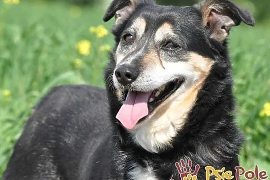 KAMYCZEK-Przemiły pies z maską na pyszczku do adopcji. Kochany, wspaniały kumpel, Małopolskie, Kraków