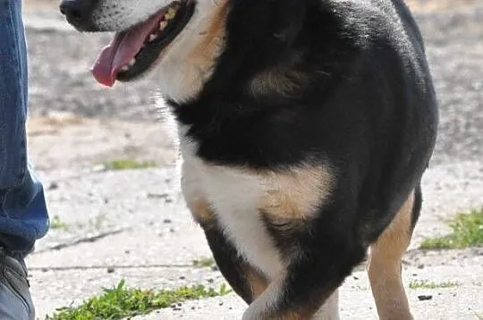 KAMYCZEK-Przemiły pies z maską na pyszczku do adopcji. Kochany, wspaniały kumpel, Małopolskie, Kraków