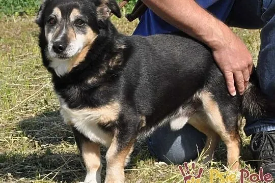 KAMYCZEK-Przemiły pies z maską na pyszczku do adopcji. Kochany, wspaniały kumpel, Małopolskie, Kraków