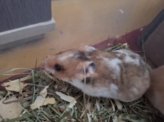 Chomiki Syryjskie/ Miesięczne Pilnie Szukają Domów /Samice /Samce, , Kwidzyn