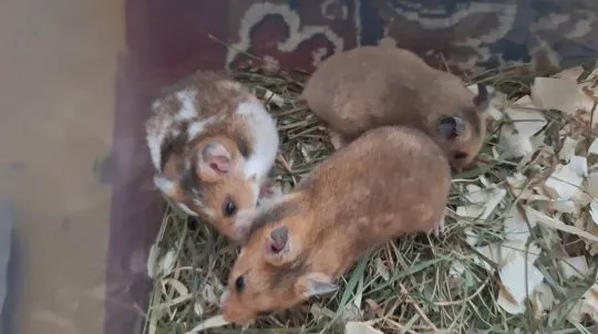 Chomiki Syryjskie/ Miesięczne Pilnie Szukają Domów /Samice /Samce, , Kwidzyn