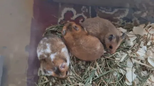 Chomiki Syryjskie/ Miesięczne Pilnie Szukają Domów /Samice /Samce, , Kwidzyn