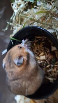Chomiki Syryjskie/ Miesięczne Pilnie Szukają Domów /Samice /Samce