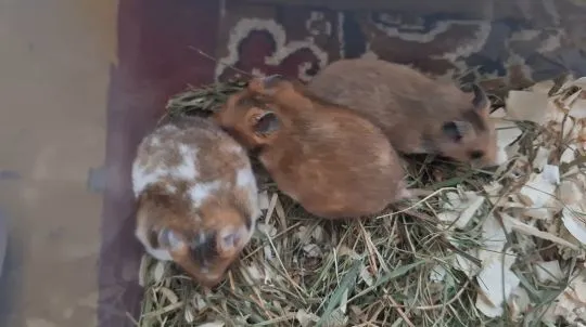 Chomiki Syryjskie/ Miesięczne Pilnie Szukają Domów /Samice /Samce, , Kwidzyn