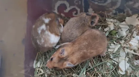 Chomiki Syryjskie/ Miesięczne Pilnie Szukają Domów /Samice /Samce, , Kwidzyn
