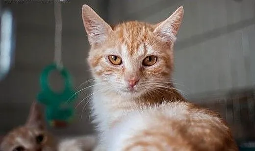 RUDE kociaki do adopcji!, łódzkie Łódź