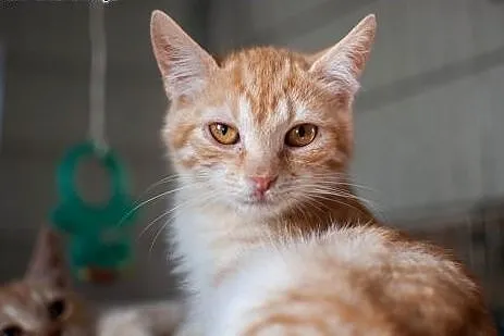 RUDE kociaki do adopcji!,  łódzkie Łódź