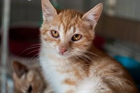 RUDE kociaki do adopcji!,  łódzkie Łódź