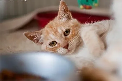 RUDE kociaki do adopcji!,  łódzkie Łódź