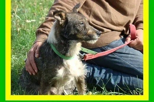 6kg,3letni,kocha człowieka,energiczny,aktywny ,pie