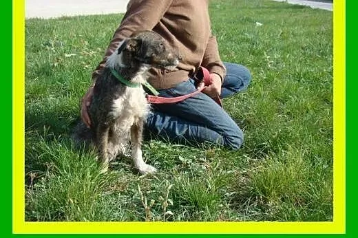 6kg,3letni,kocha człowieka,energiczny,aktywny ,pie