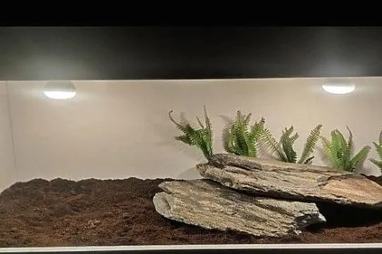 Terrarium pustynne dla gekona lamparciego żółwia greckiego