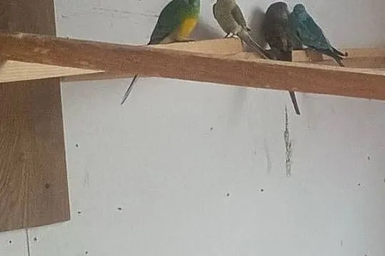 Papugi świergoty i inne, Podkarpackie, Bobrowa Wola