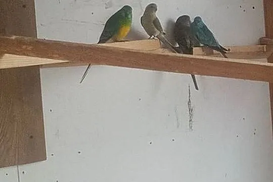 Papugi świergoty i inne, Podkarpackie, Bobrowa Wola